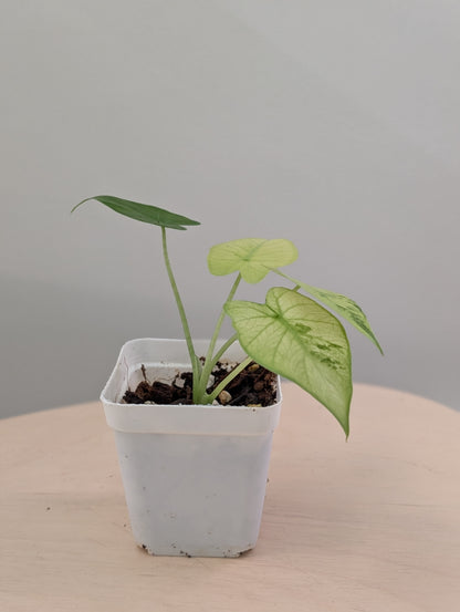 Alocasia odora yellow mint variegated