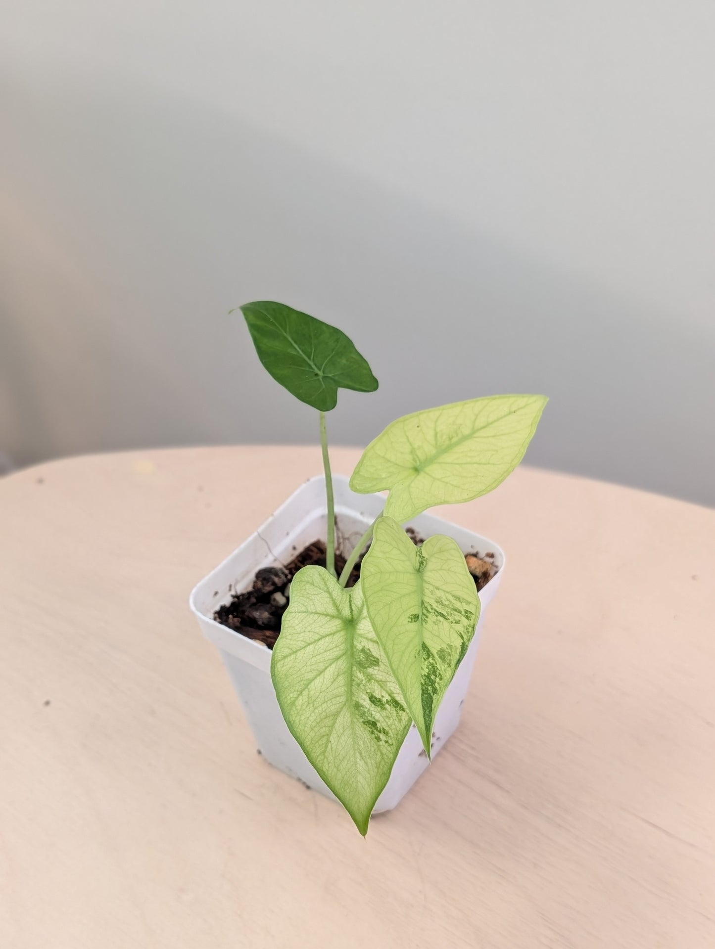 Alocasia odora yellow mint variegated