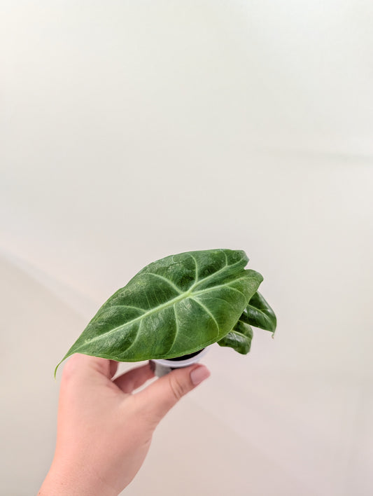 Alocasia pink dragon from variegated plant / gift with a purchase