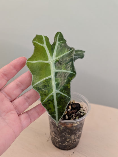 Alocasia amazonica rose menthe panachée CORM