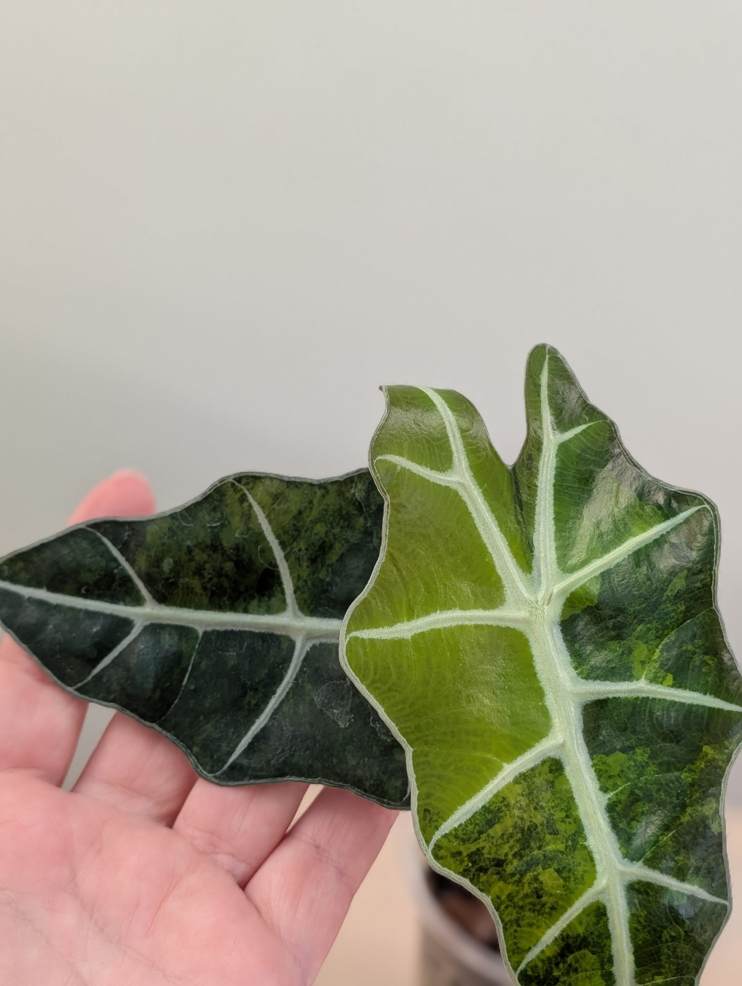 Alocasia amazonica rose menthe panachée CORM