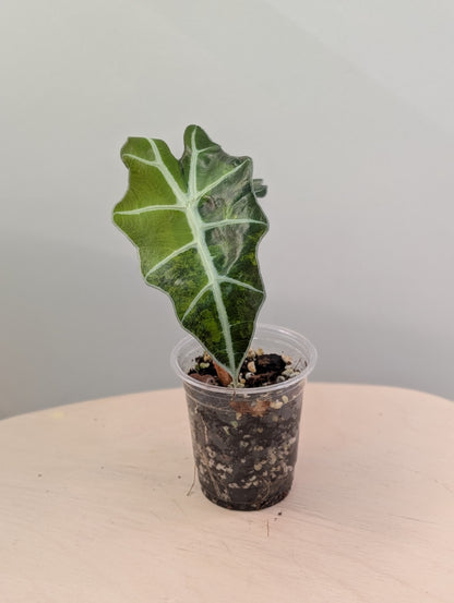 Alocasia amazonica rose menthe panachée CORM