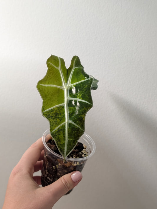 Alocasia Amazonica aurea variegated