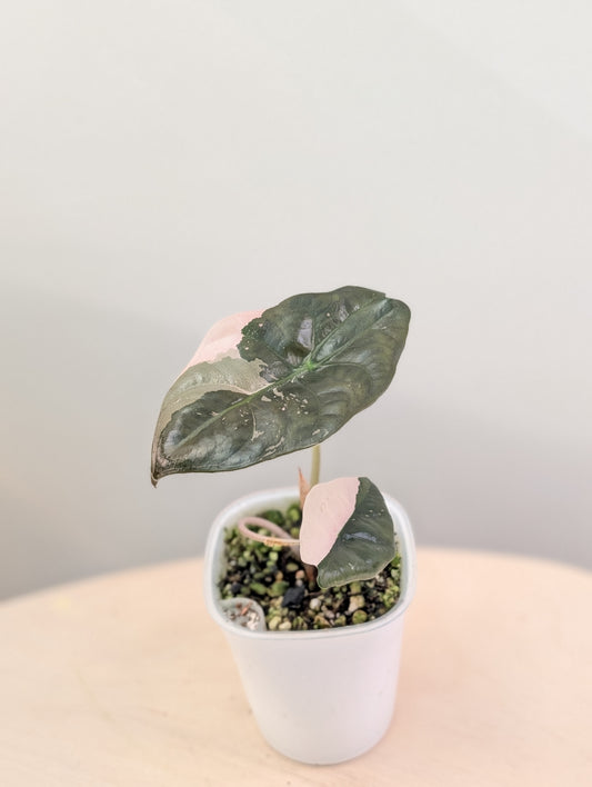 Alocasia Chantrieri, corm grown