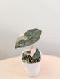 Alocasia Chantrieri, corm grown