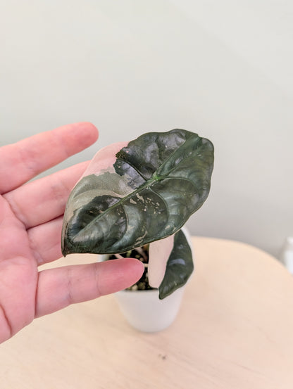 Alocasia Chantrieri, corm grown