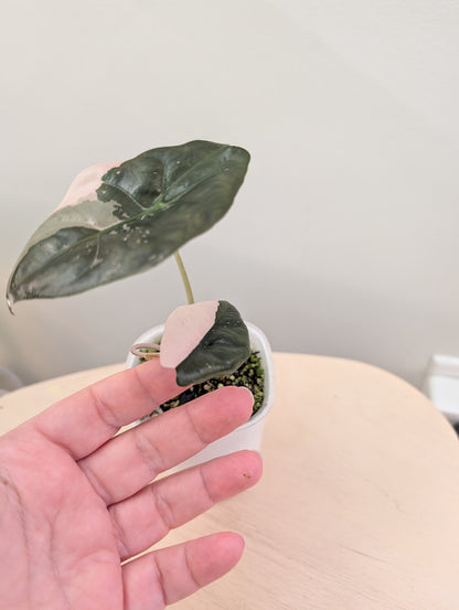 Alocasia Chantrieri, corm grown