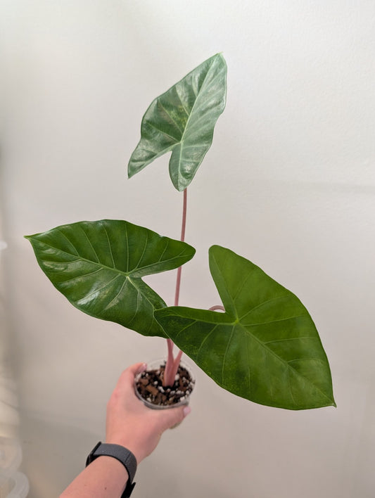 Alocasia calidora hybrid variegated