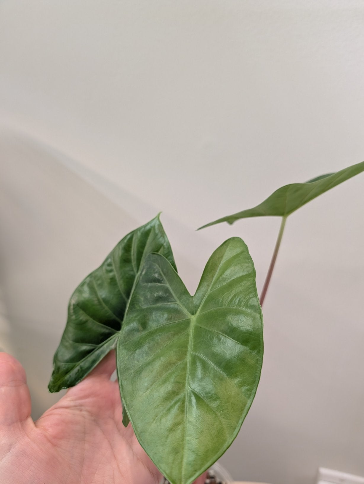Alocasia calidora hybride panachée, rare COULEUR DE PREMIÈRE ÉTAPE 🦄
