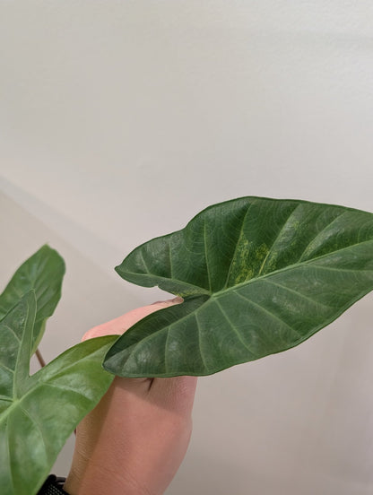 Alocasia calidora hybride panachée, rare COULEUR DE PREMIÈRE ÉTAPE 🦄