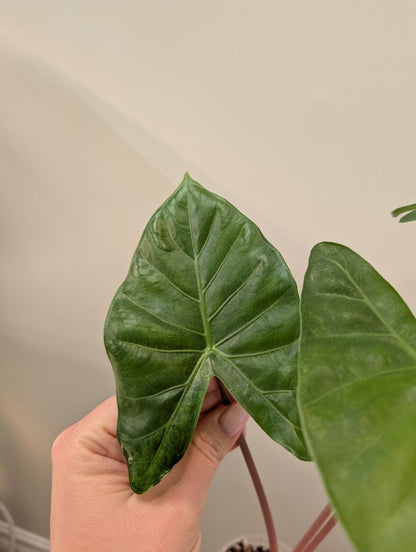 Alocasia calidora hybride panachée, rare COULEUR DE PREMIÈRE ÉTAPE 🦄