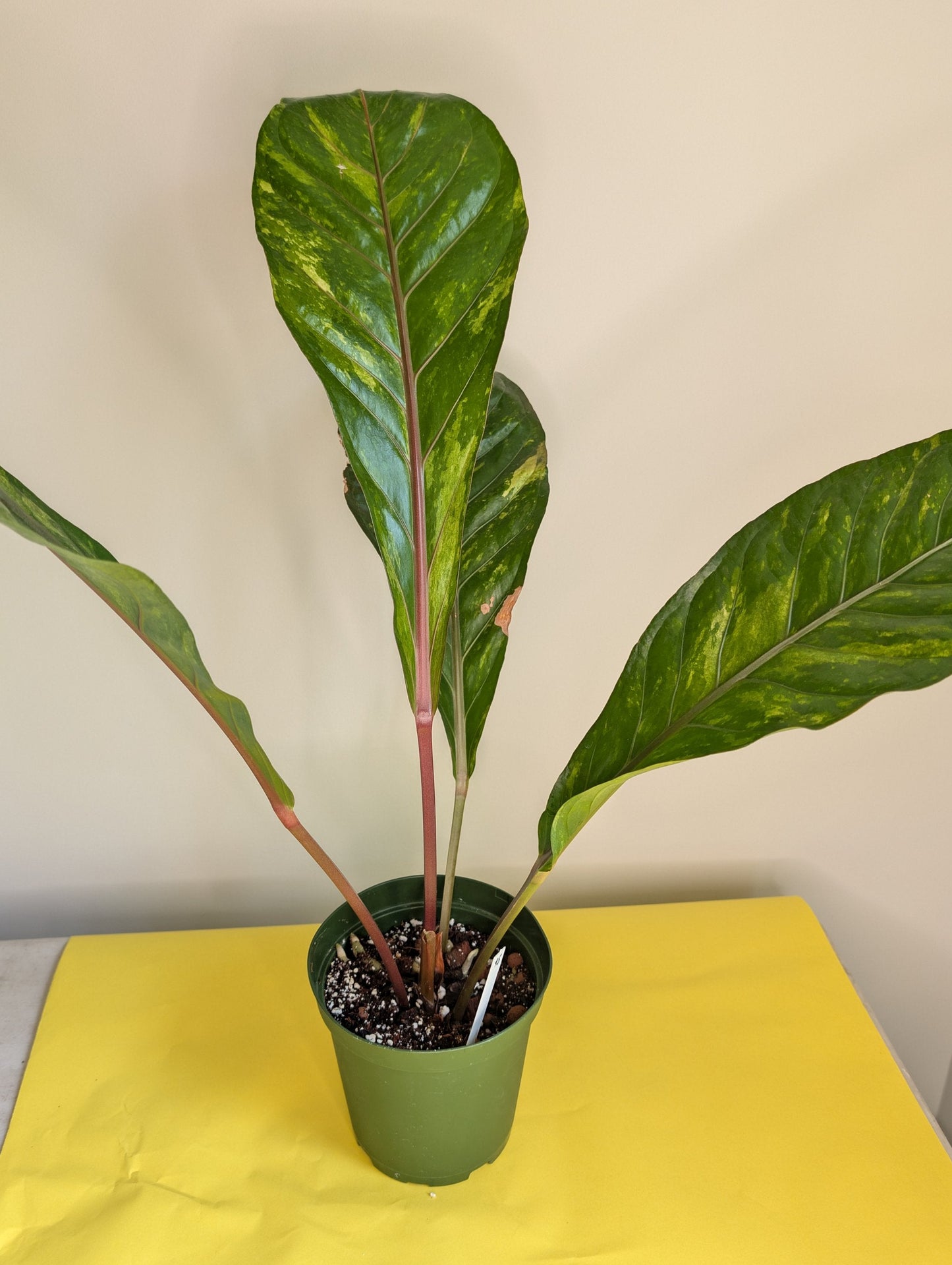 Anthurium hookeri panaché