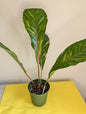 Anthurium hookeri panaché