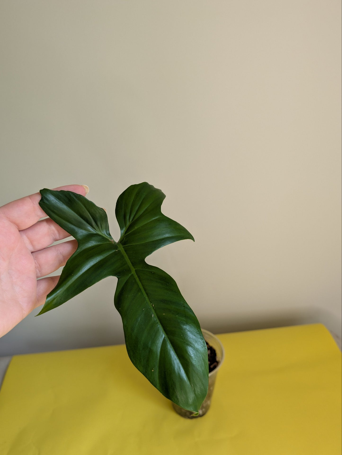 Philodendron Golden Dragon/ green offshoot from variegated plant / grower's choice