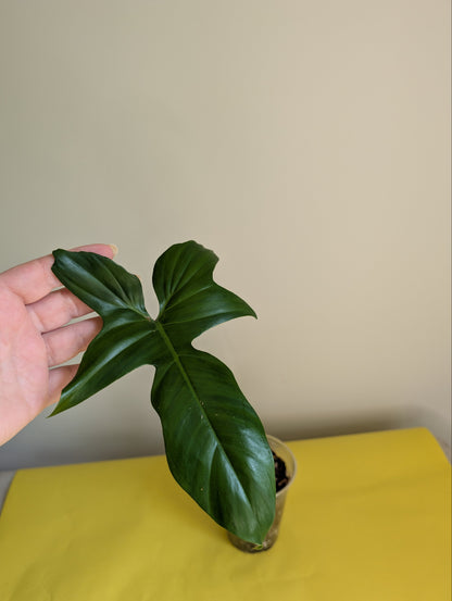 Philodendron Golden Dragon/ green offshoot from variegated plant / grower's choice