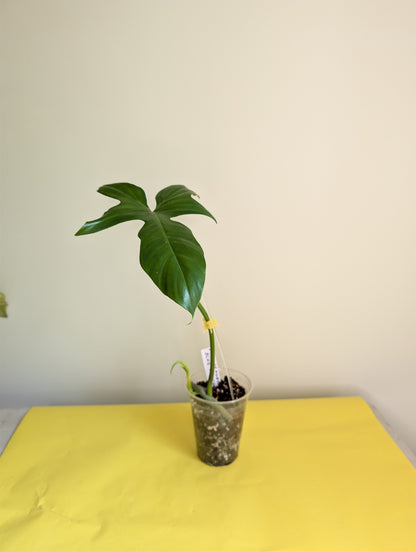 Philodendron Golden Dragon/ green offshoot from variegated plant / grower's choice