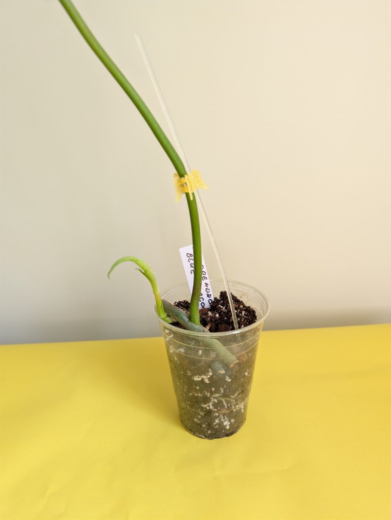 Philodendron Golden Dragon/ green offshoot from variegated plant / grower's choice