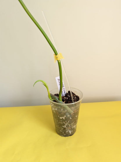 Philodendron Golden Dragon/ green offshoot from variegated plant / grower's choice