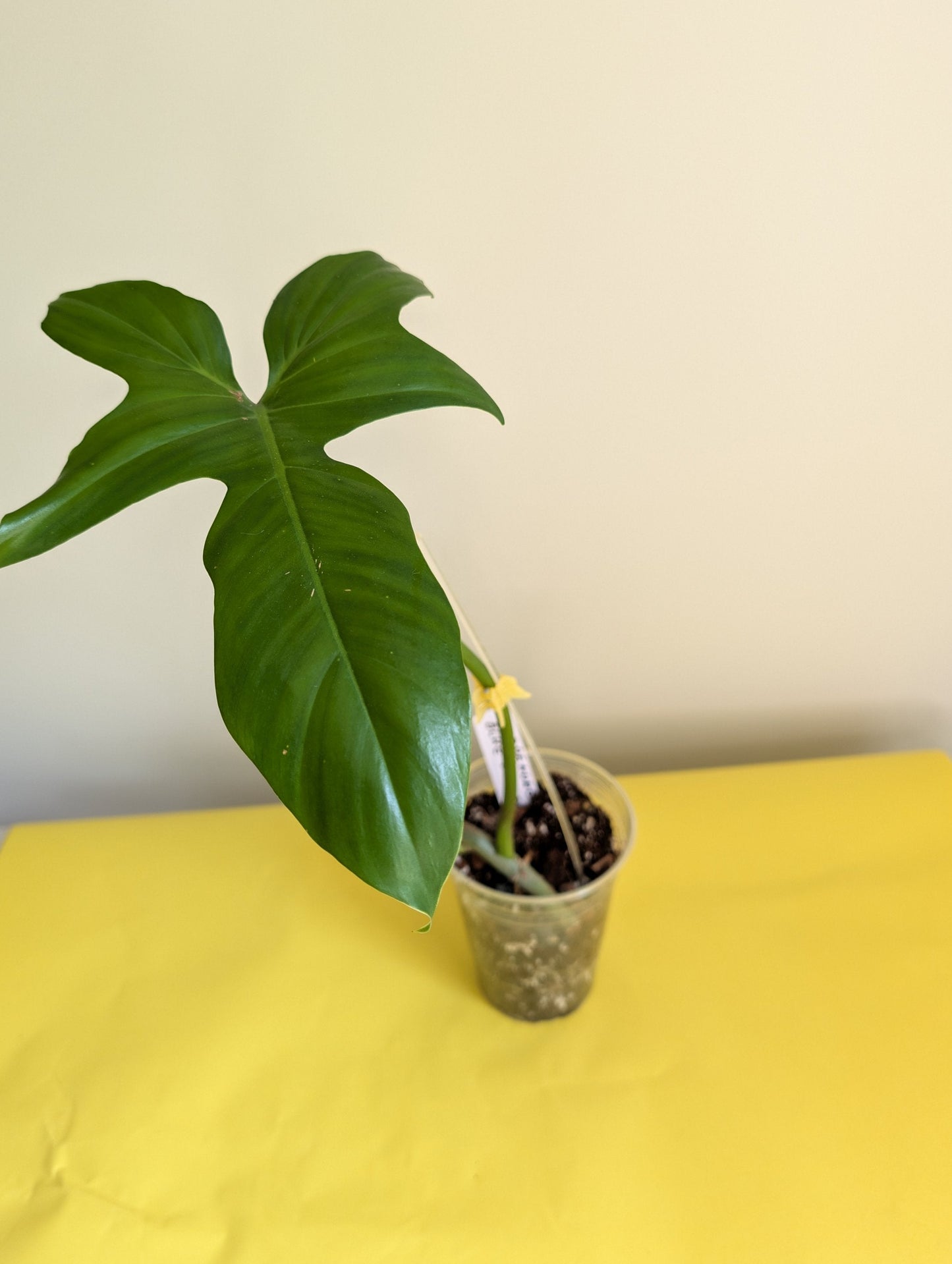 Philodendron Golden Dragon/ green offshoot from variegated plant / grower's choice