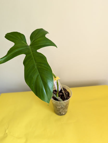 Philodendron Golden Dragon/ green offshoot from variegated plant / grower's choice