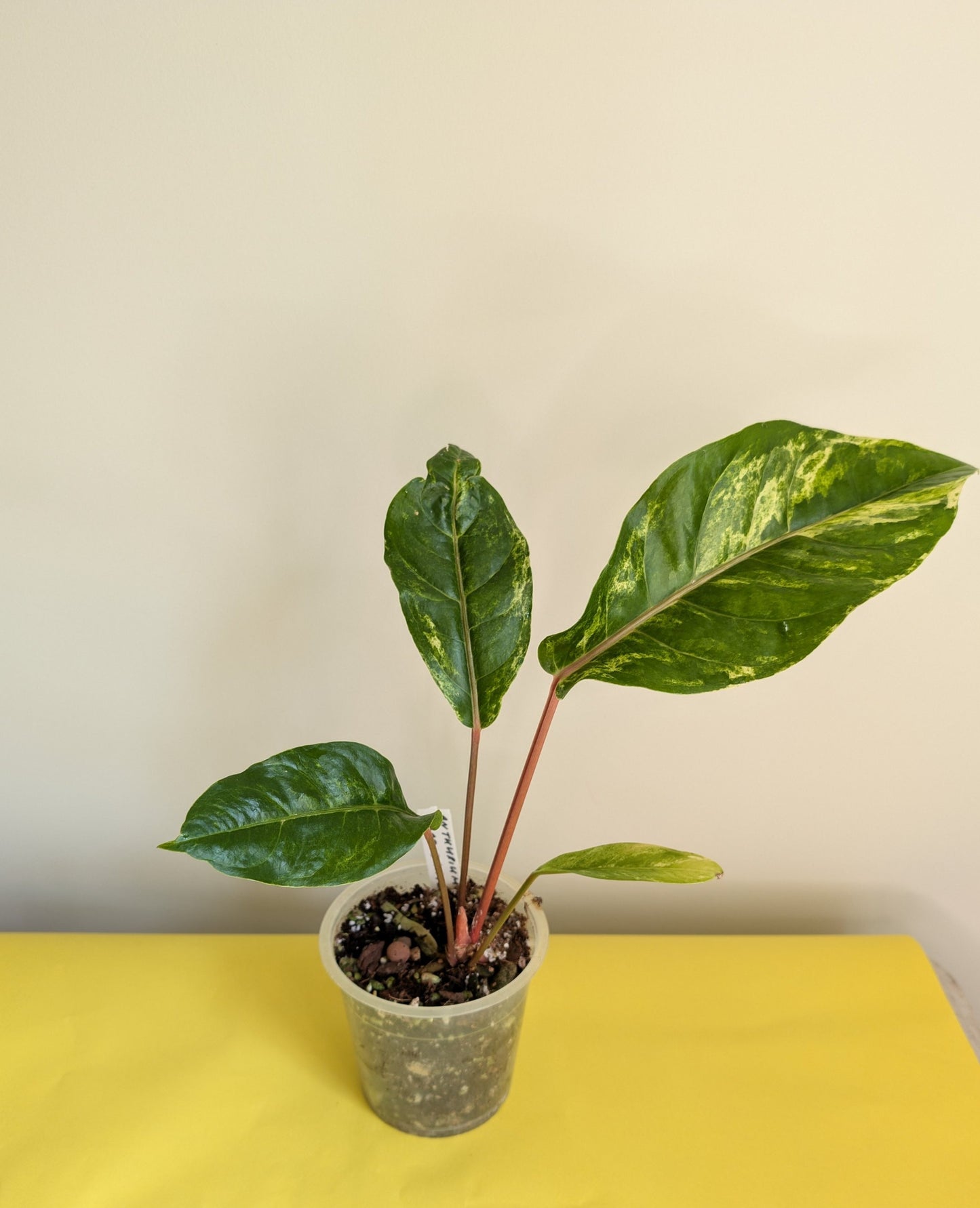 Anthurium Amazon Rabbit / à emporter ou livraison