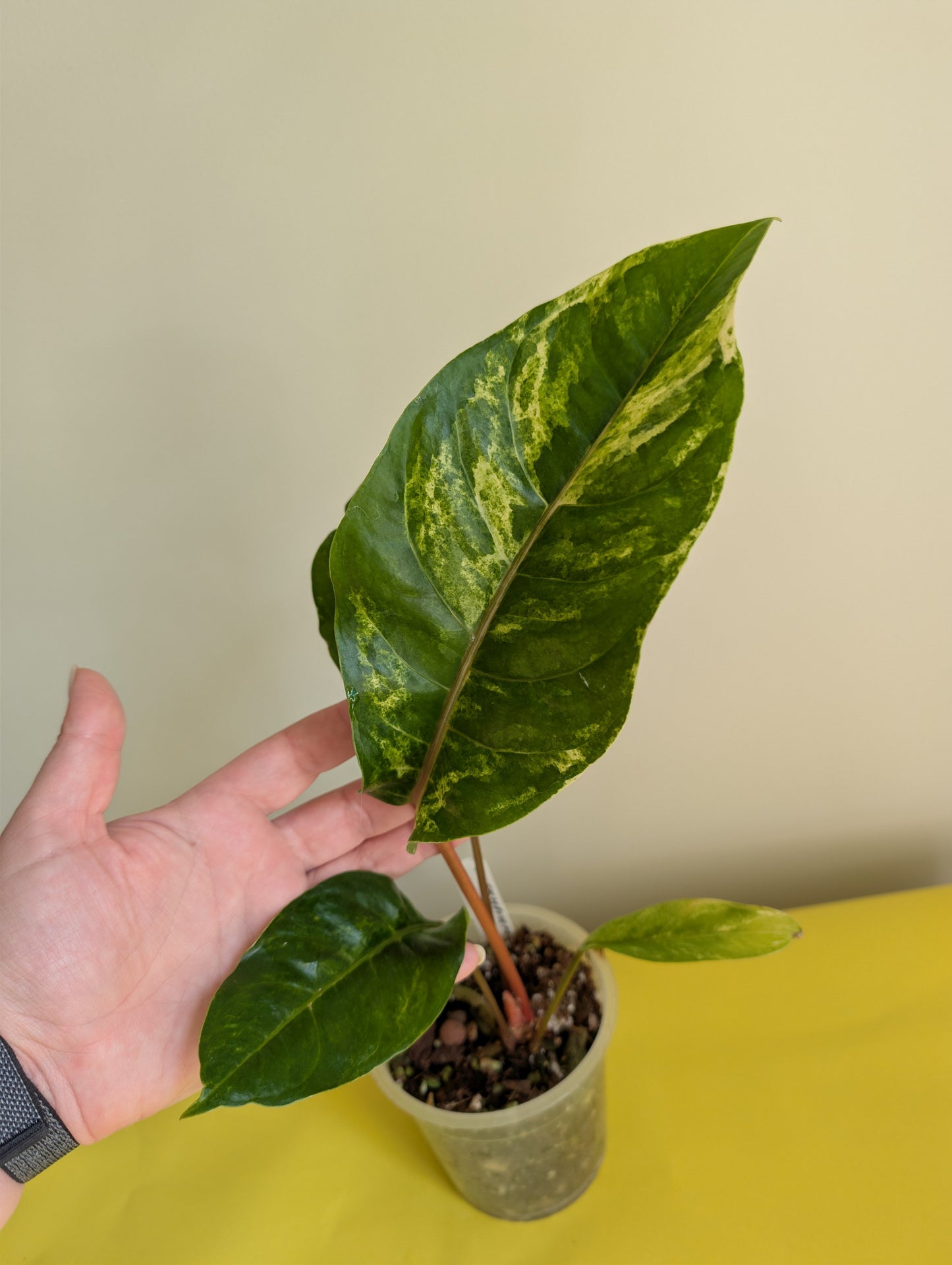 Anthurium Amazon Rabbit / à emporter ou livraison