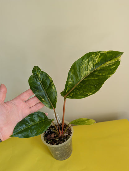 Anthurium Amazon Rabbit / à emporter ou livraison