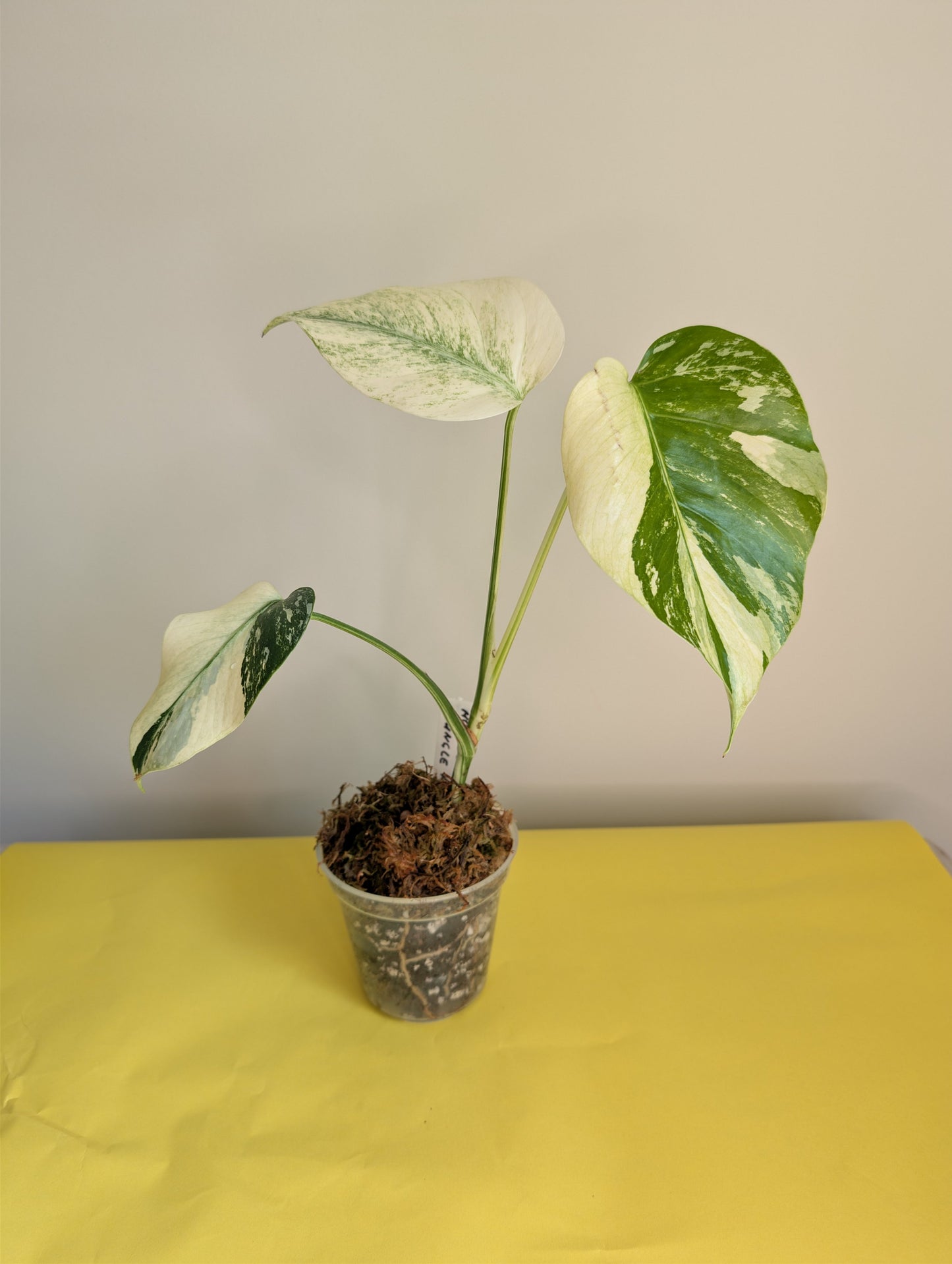 Monstera Jungle Mint variegated