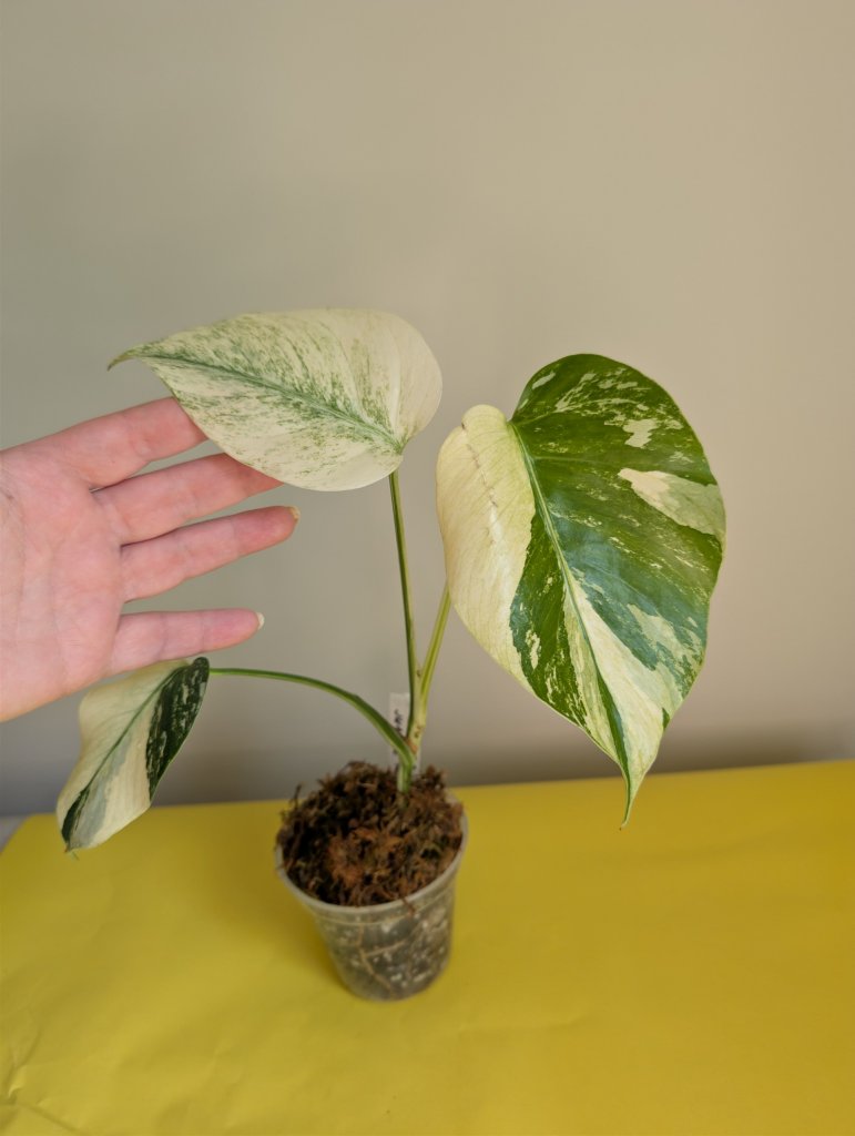 Monstera Jungle Mint variegated