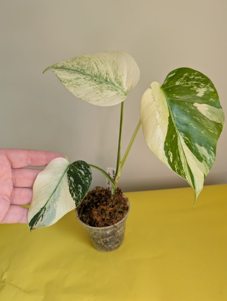 Monstera Jungle Mint variegated