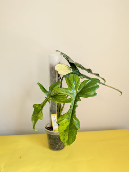 Philodendron Florida & Tortum variegated