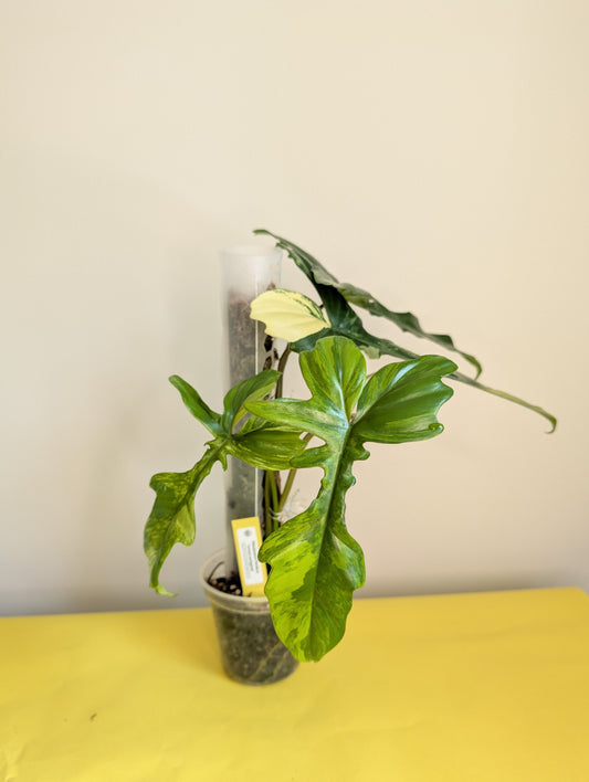 Philodendron Florida & Tortum variegated