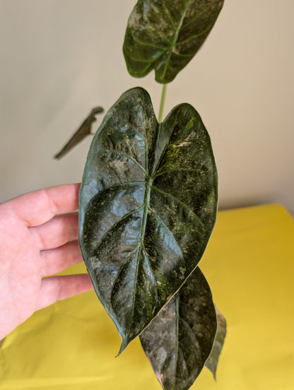 Alocasia wenti silver pink