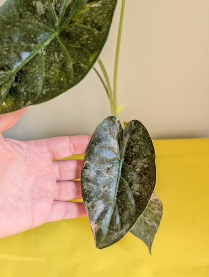Alocasia wenti silver pink