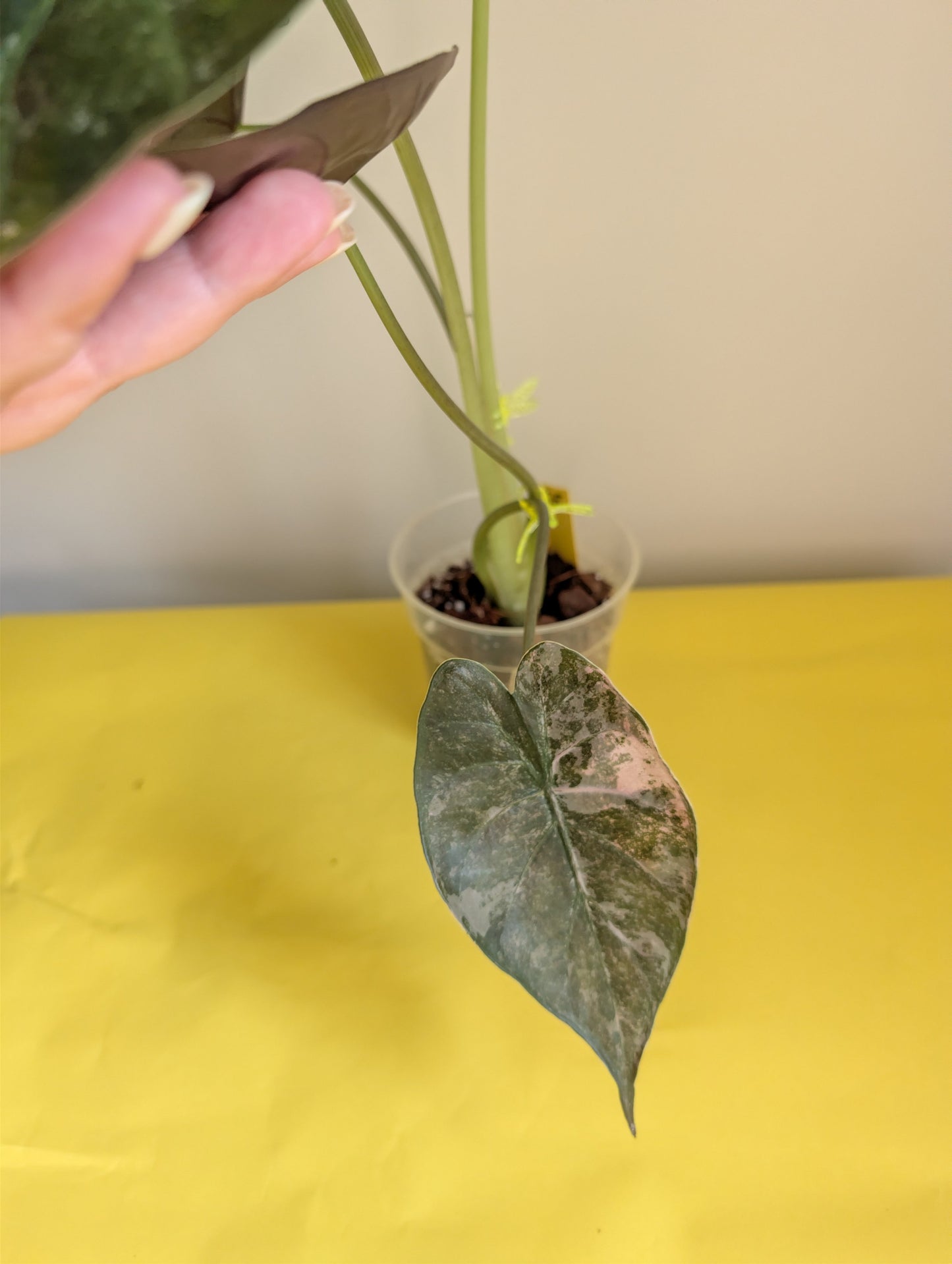 Alocasia wenti silver pink