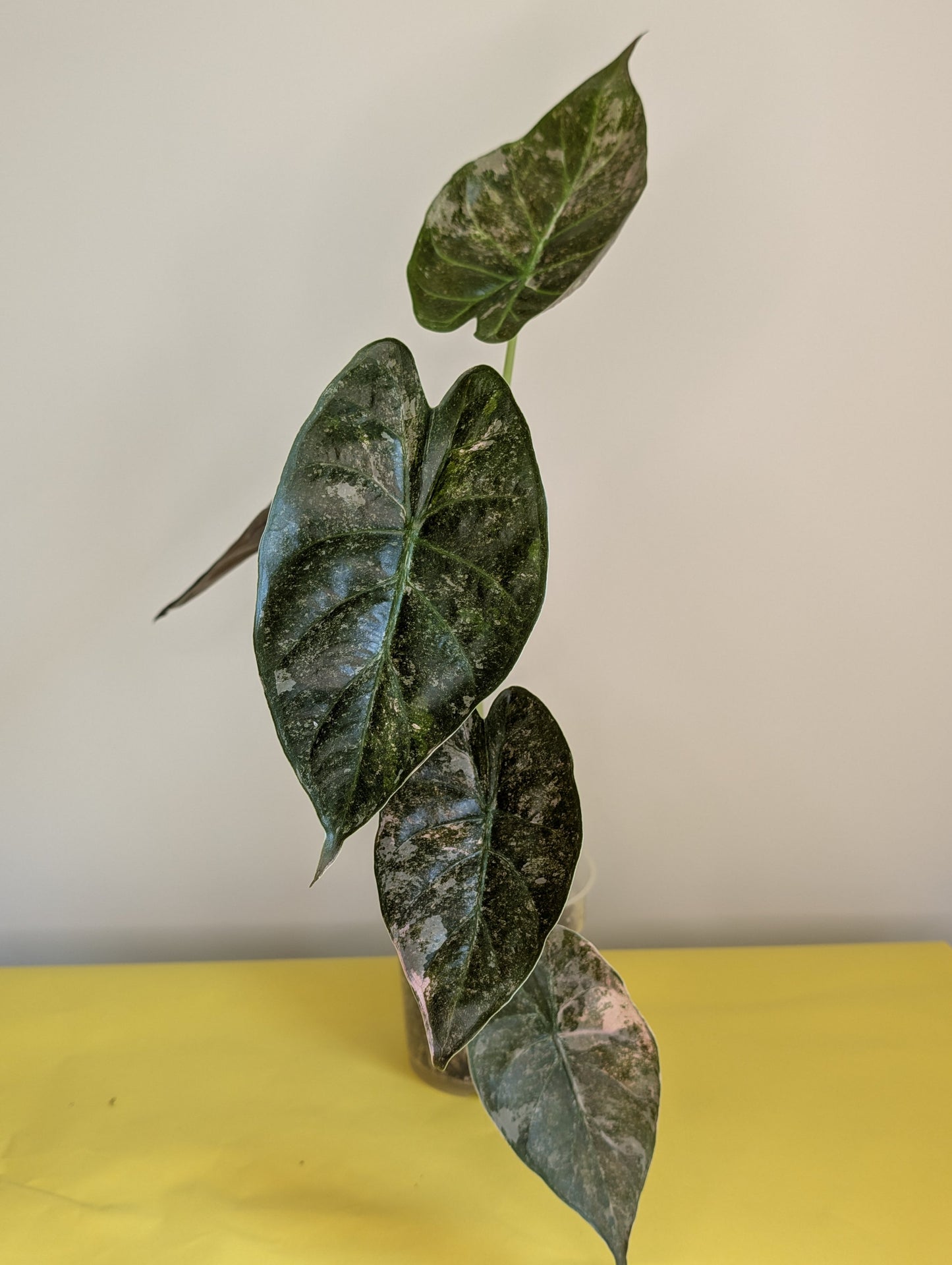 Alocasia wenti silver pink