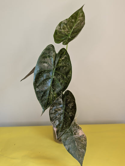 Alocasia wenti silver pink