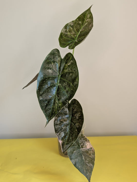 Alocasia wenti silver pink