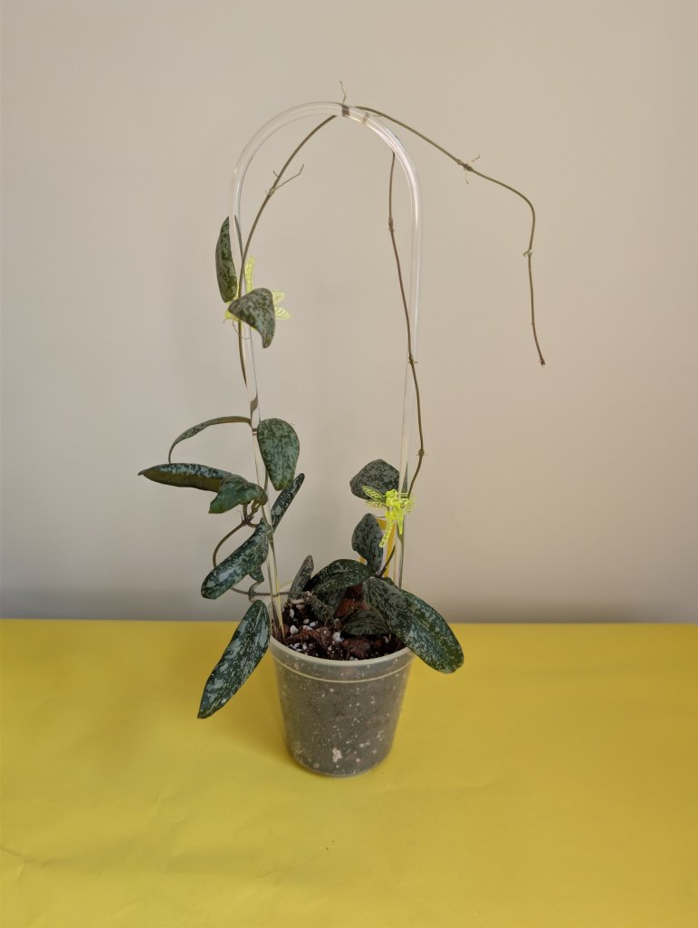 Hoya sigilatis panaché