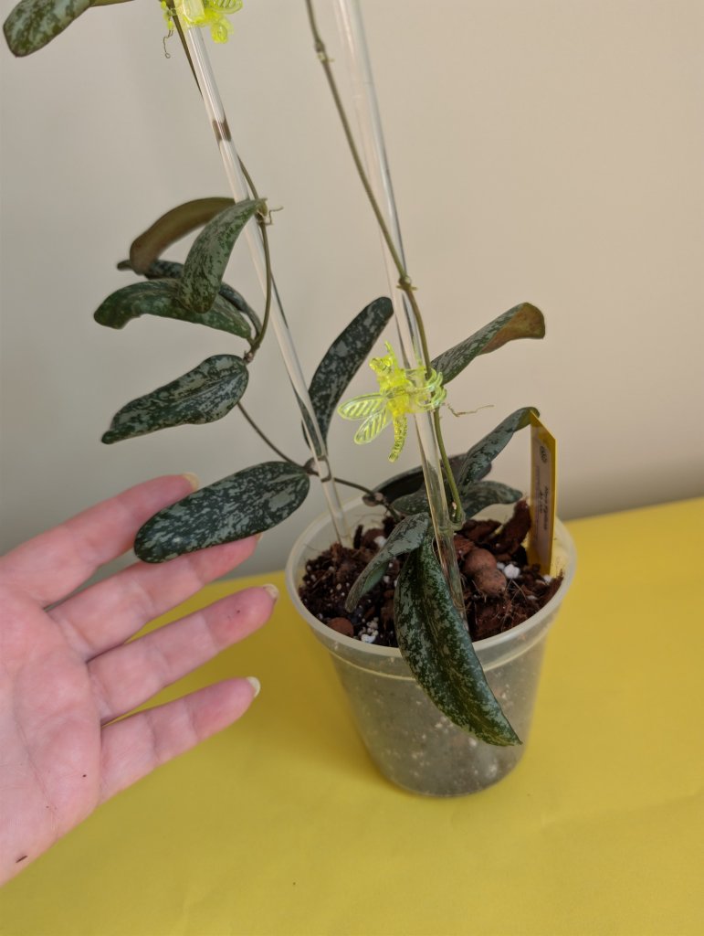 Hoya sigilatis panaché