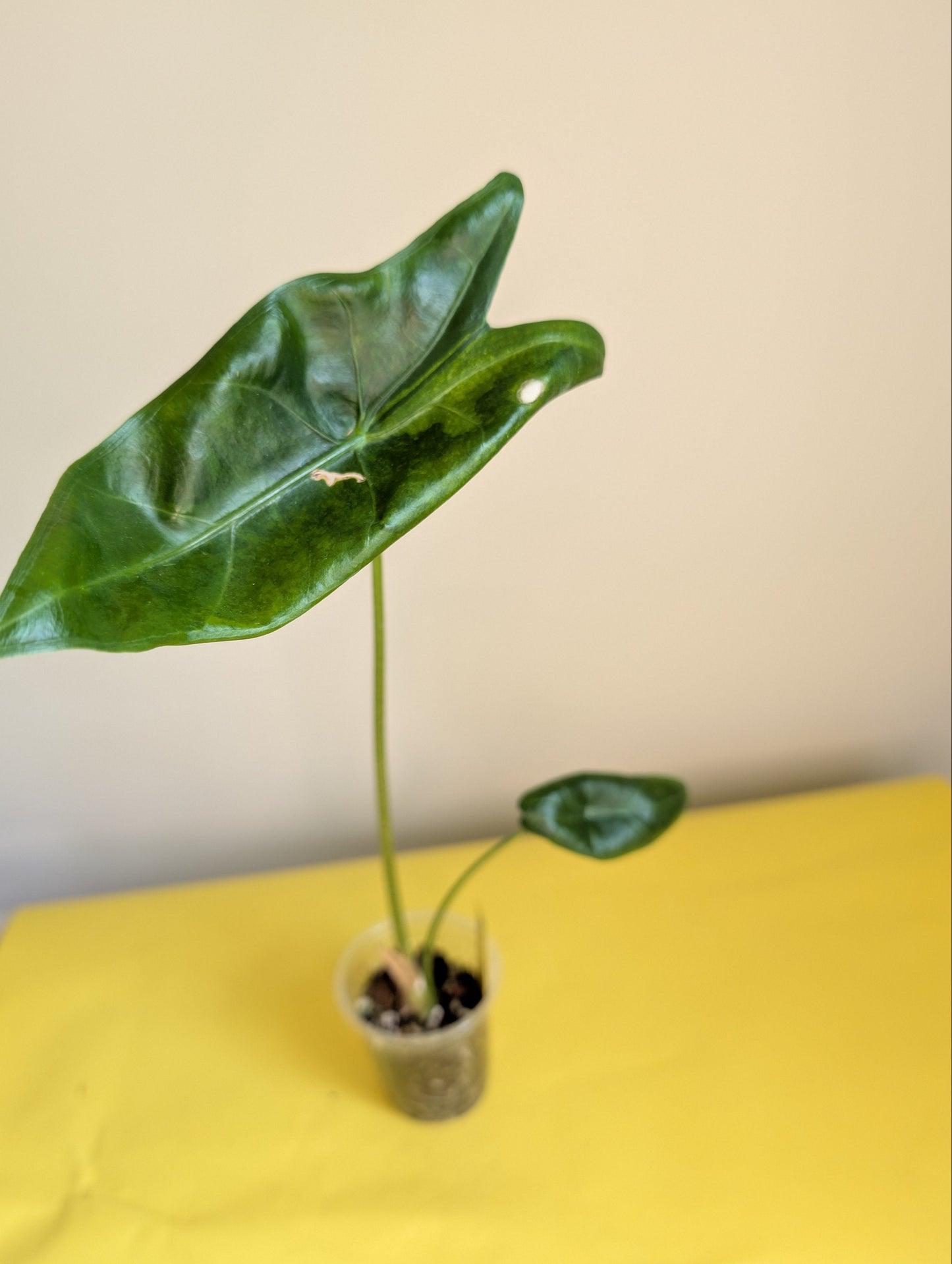 Alocasia longiloba dos rose panaché CORM