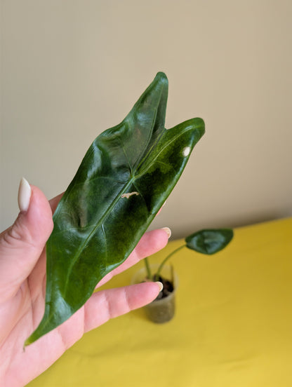 Alocasia longiloba dos rose panaché CORM