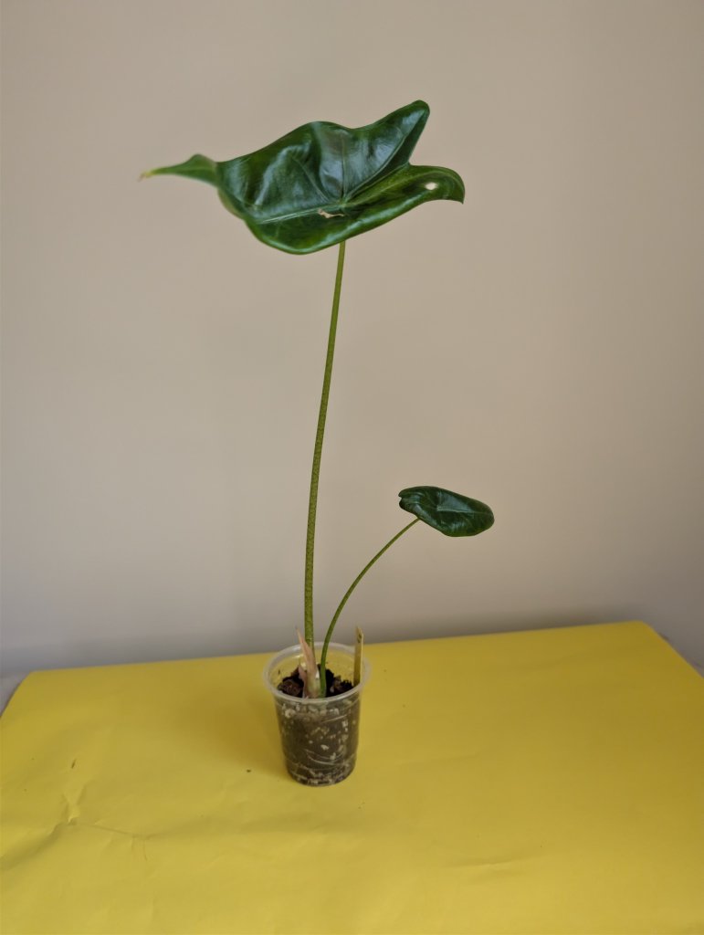 BUNDLE deal / Alocasia with yellow variegation