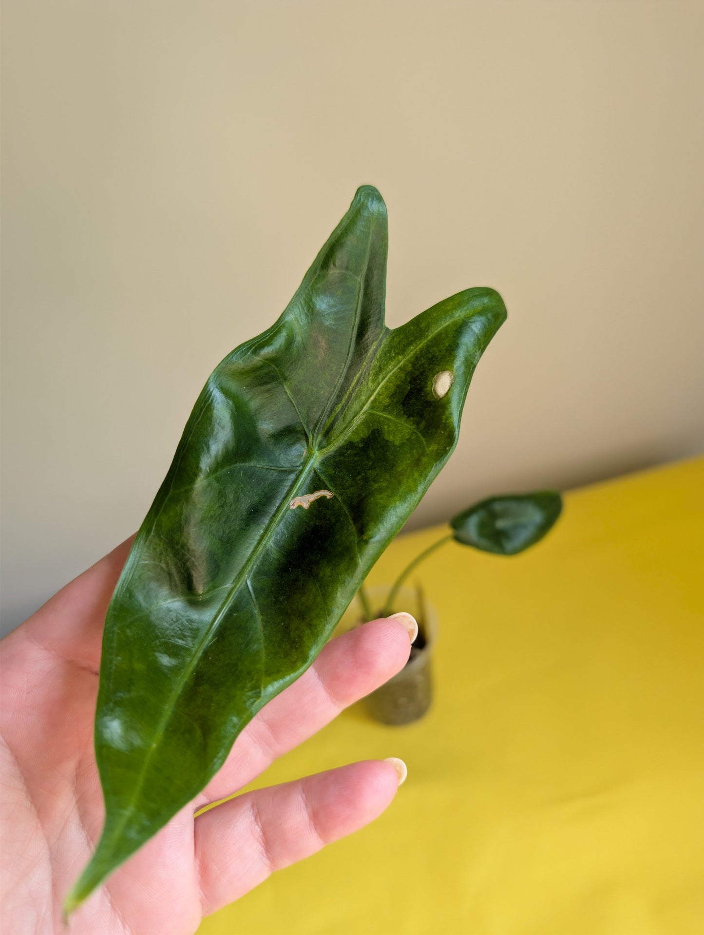 BUNDLE deal / Alocasia with yellow variegation