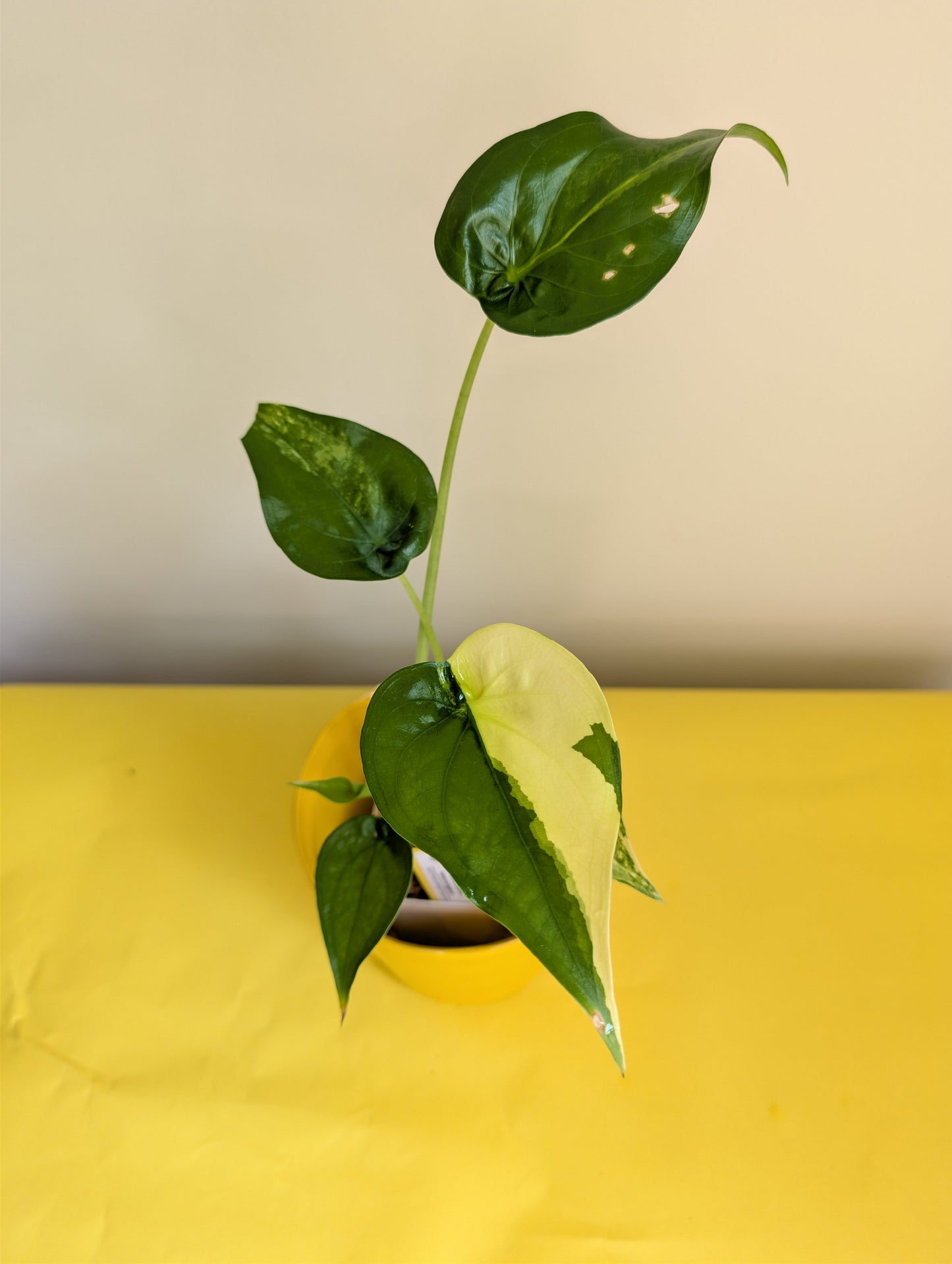 BUNDLE deal / Alocasia with yellow variegation