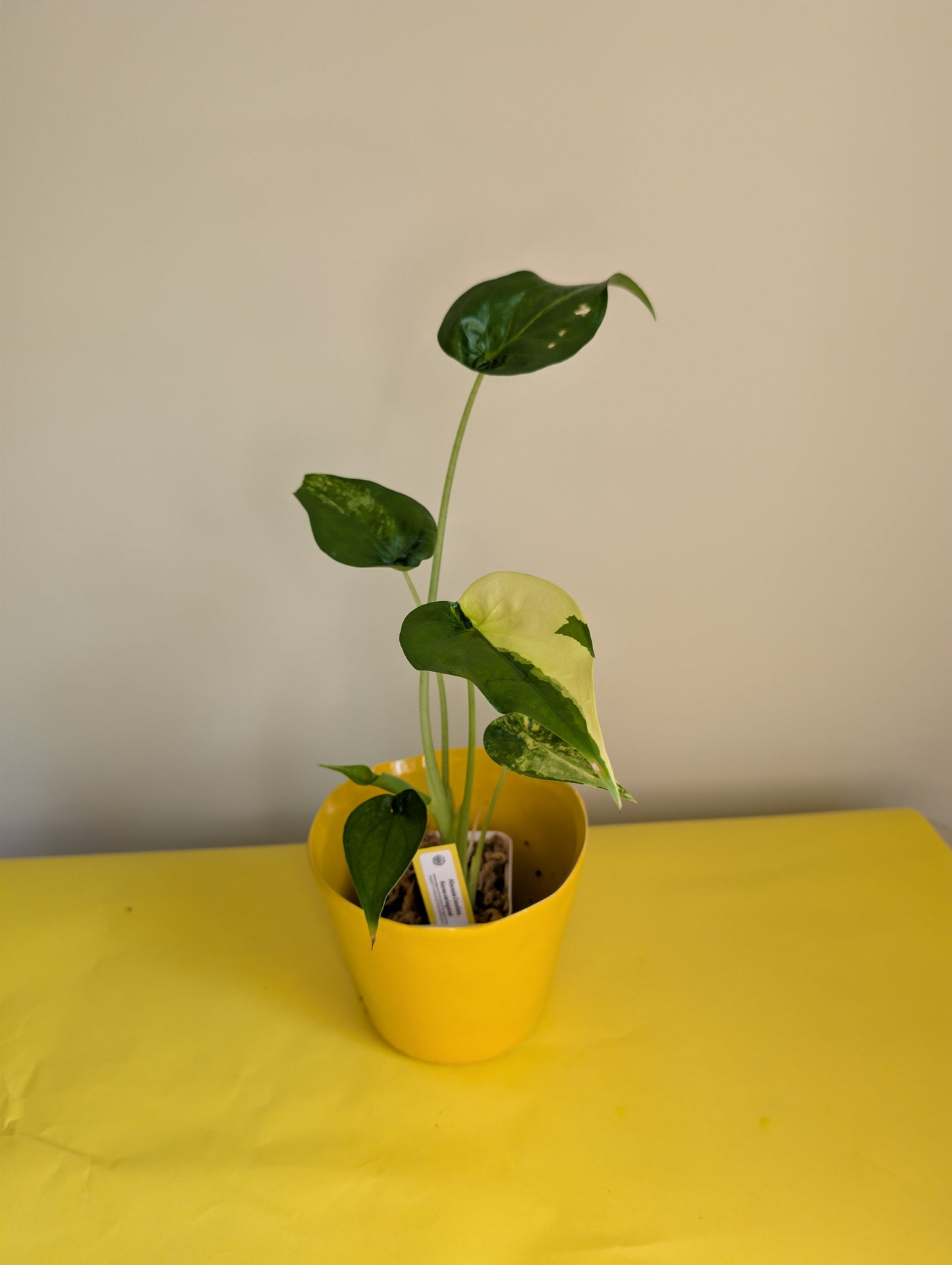 BUNDLE deal / Alocasia with yellow variegation