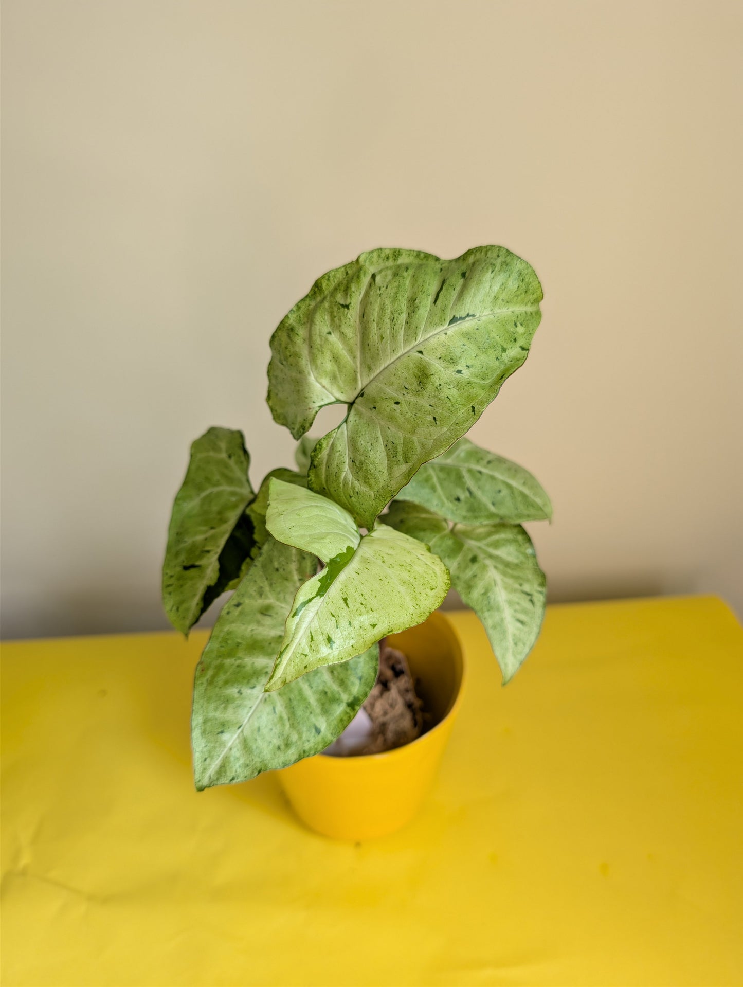 Syngonium green freckles