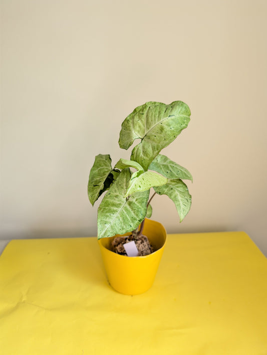 Syngonium green freckles