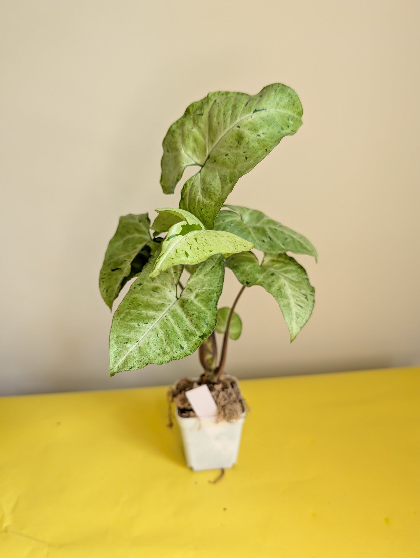 Syngonium green freckles