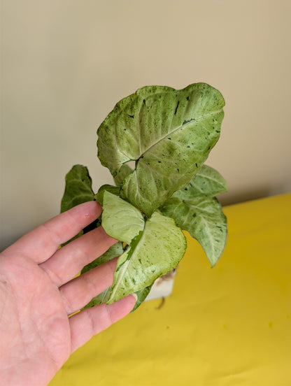 Syngonium green freckles